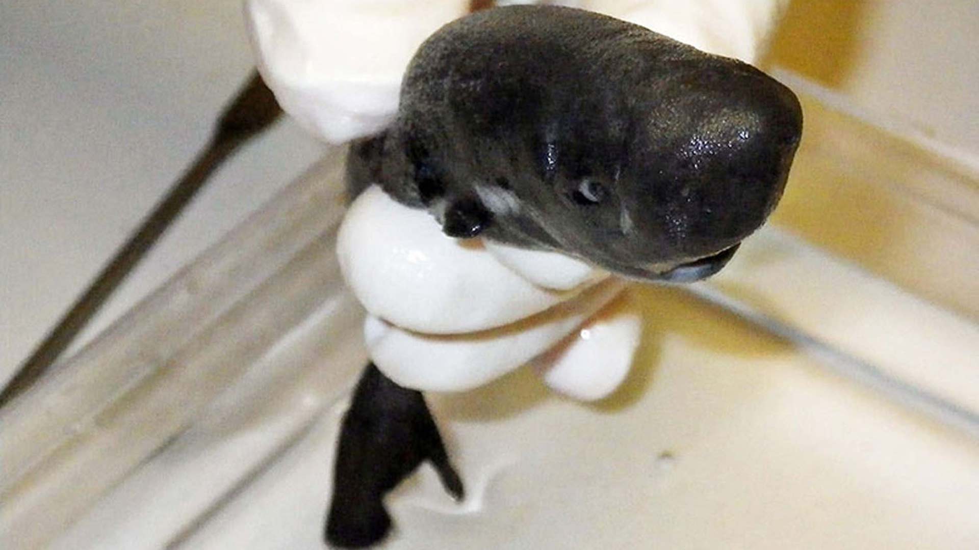 Descubren una nueva especie de tiburón de pequeño tamaño y que brilla en la oscuridad