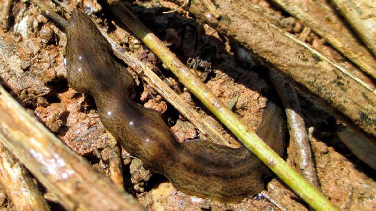 Detectado un gusano carnívoro invasor en la Albufera de Valencia