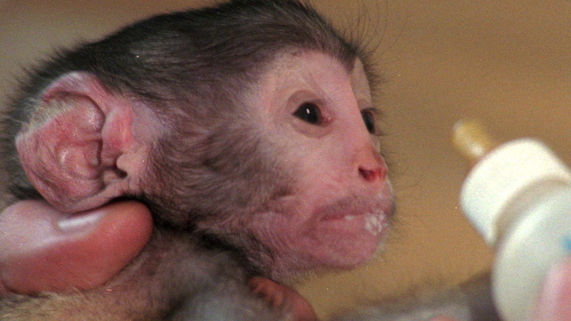 El hallazgo de un diminuto mono de hace 4.2 millones de años arroja nuevos datos sobre la evolución
