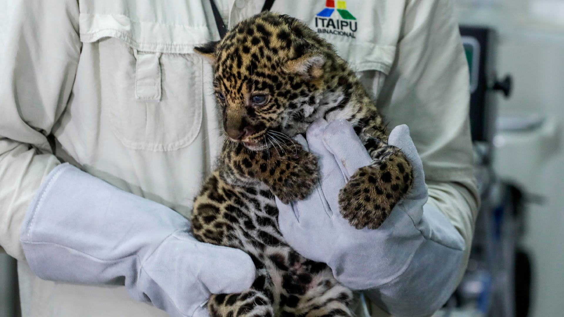 Brasil procesa a un cazador que mató a más de 1.000 jaguares