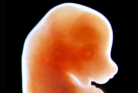 Japón aprueba un experimento para crear embriones híbridos humano-animal