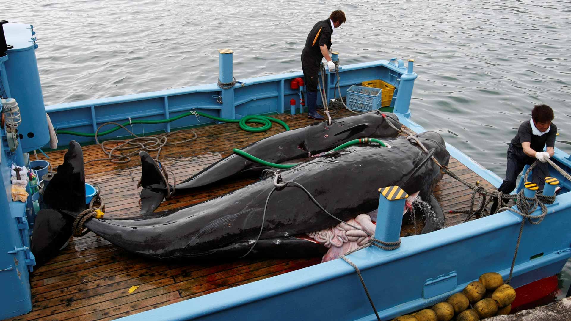 Japón reanuda la caza comercial de ballenas después de más de 30 años