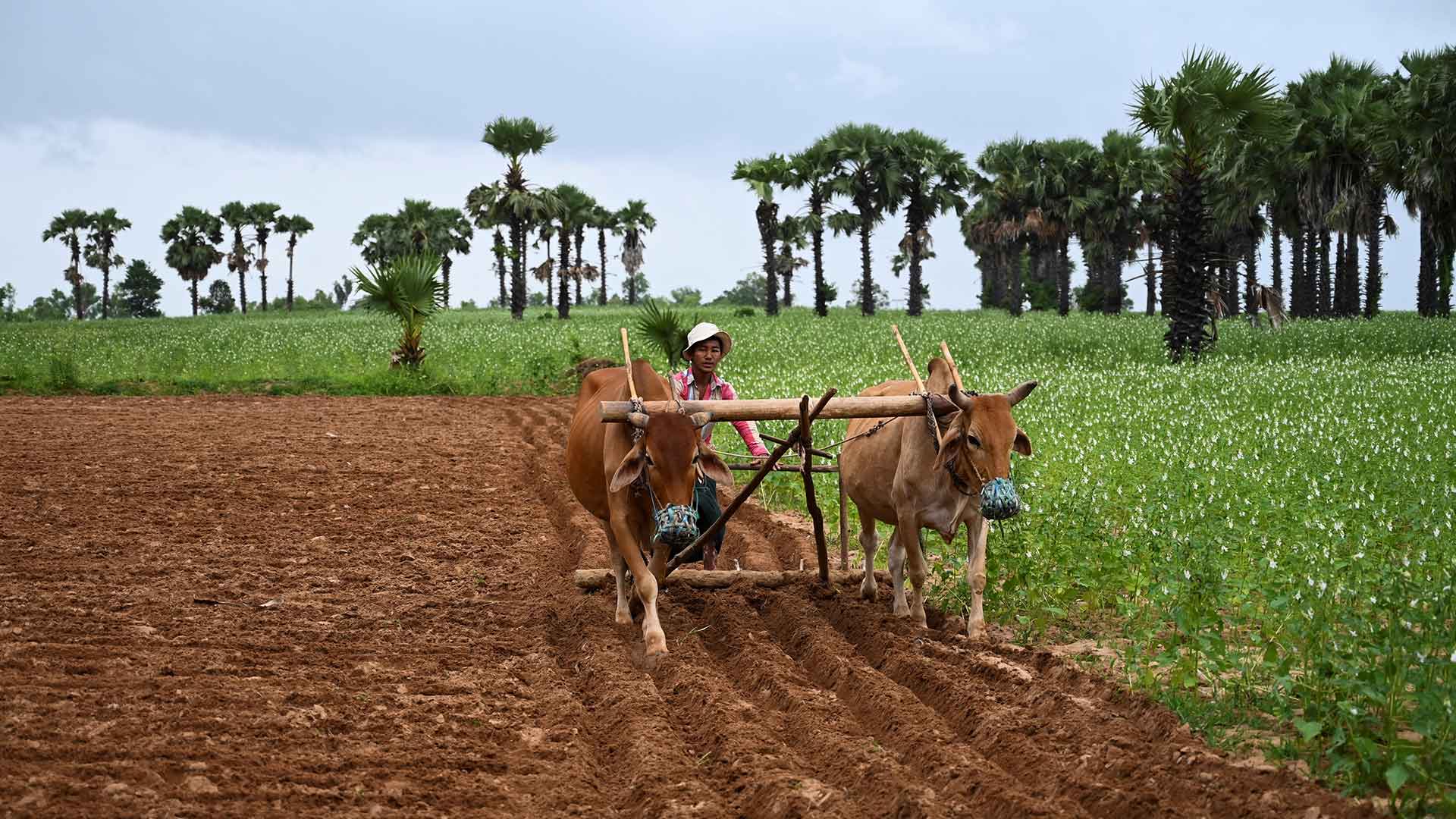 La agricultura utiliza casi el 40% de las tierras del planeta