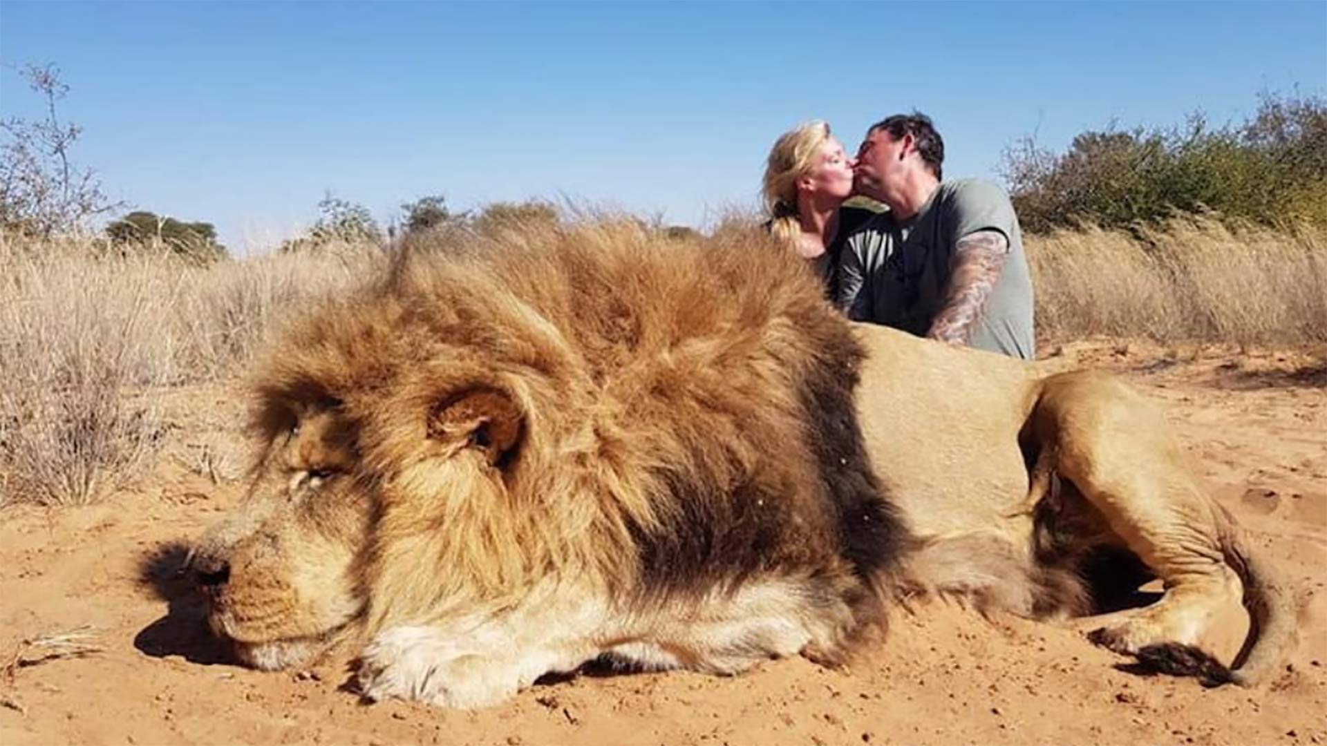 La polémica foto de una pareja besándose junto al cadáver del león que acaban de matar en un safari