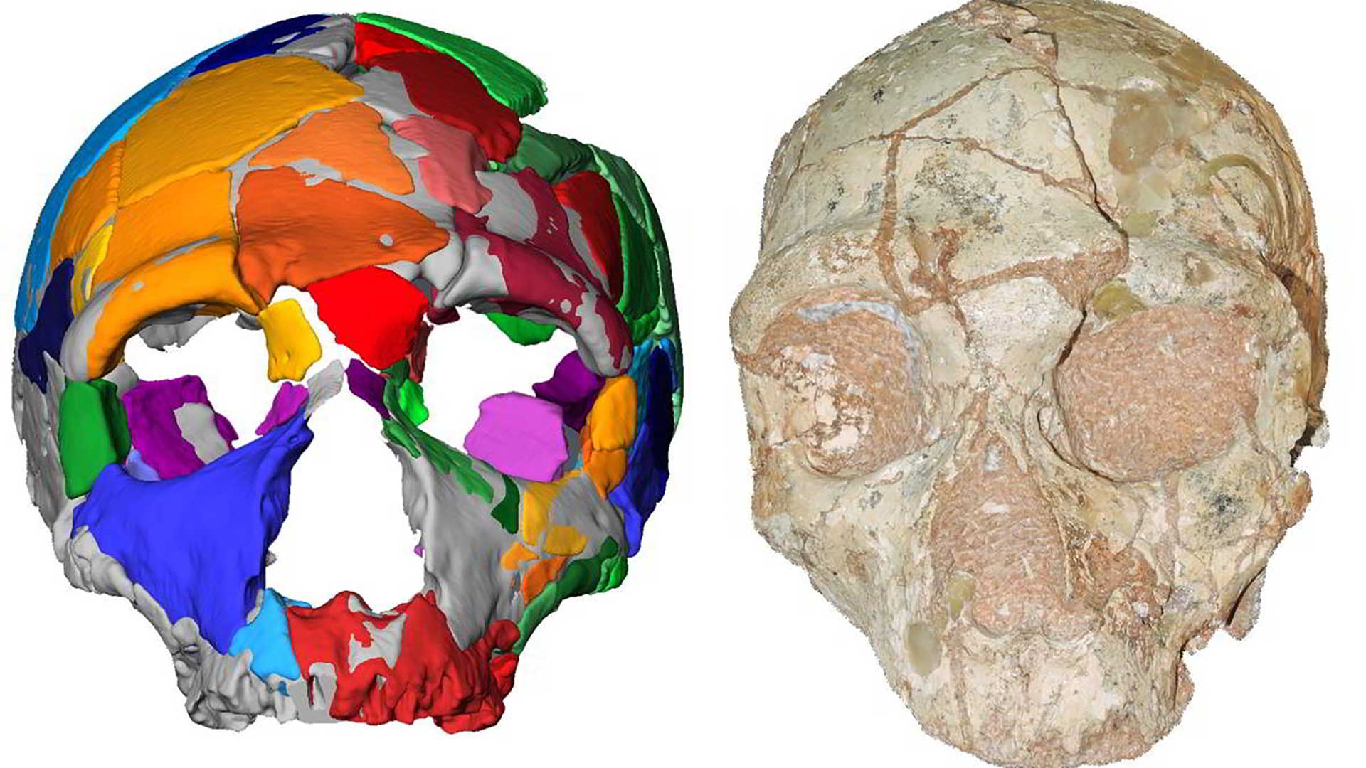 Un cráneo encontrado en Grecia cambia la historia del hombre moderno en Europa