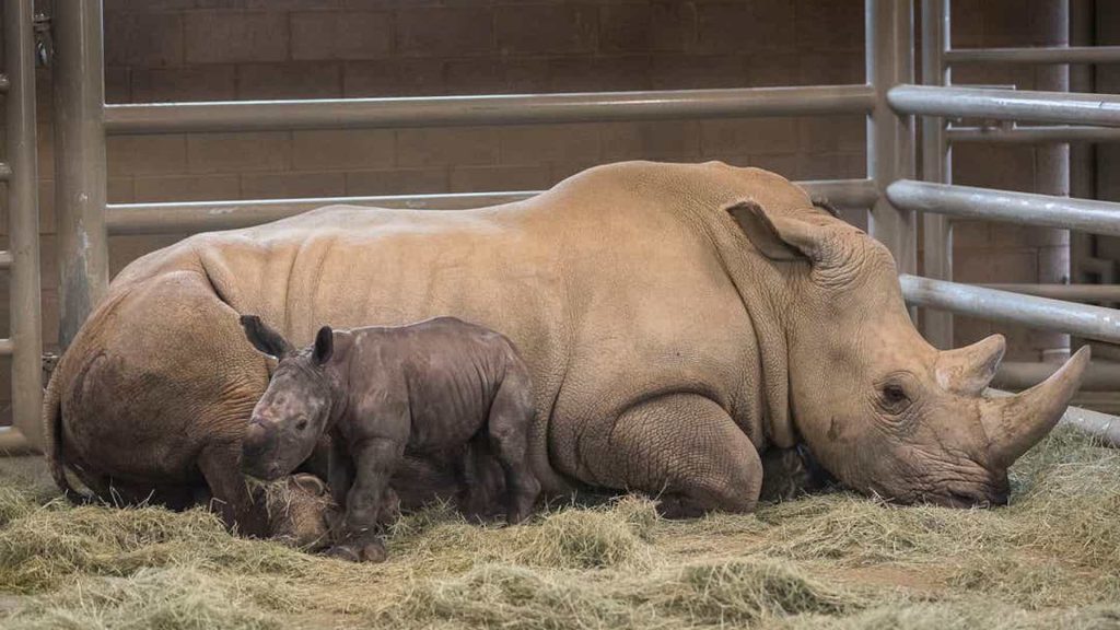 Un rinoceronte blanco nacido por inseminación artificial, clave para salvar la especie 1