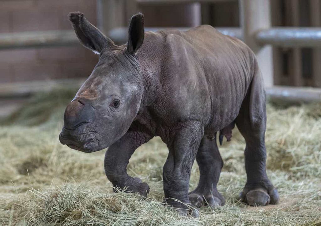 Un rinoceronte blanco nacido por inseminación artificial, clave para salvar la especie 2