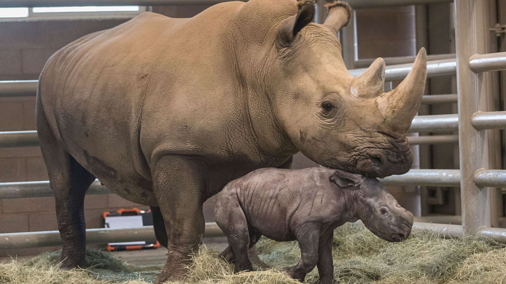 Un rinoceronte blanco nacido por inseminación artificial, clave para salvar la especie