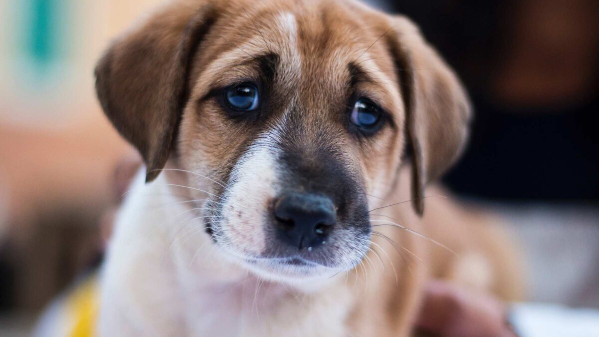 Los perros desarrollaron un músculo especial para poder poner ‘ojos de cachorro’