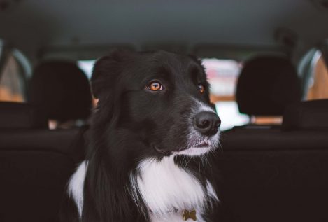 5 consejos para viajar con tu perro en coche que harán que la experiencia sea positiva para todos