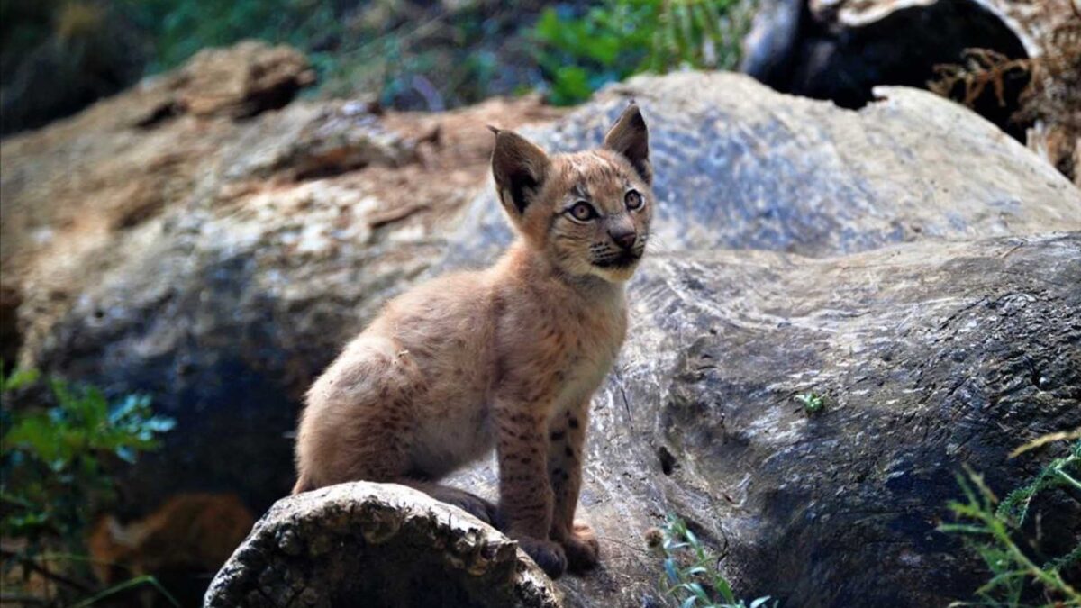 Nace el primer lince boreal en el Pirineo catalán desde hace más de un siglo