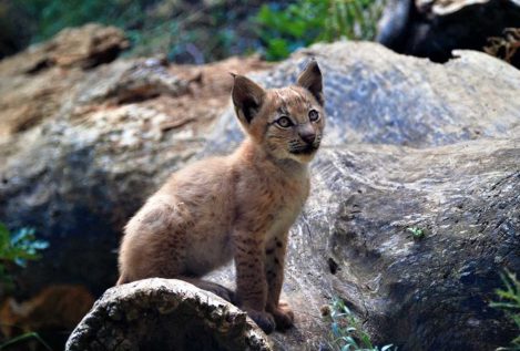 Nace el primer lince boreal en el Pirineo catalán desde hace más de un siglo