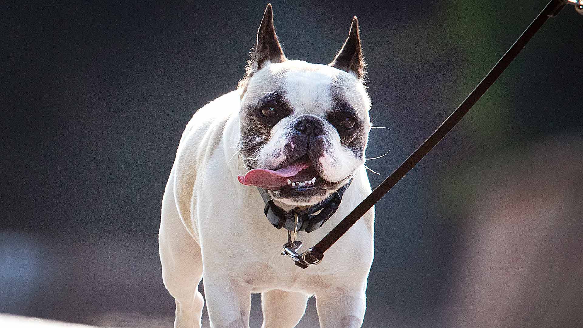 El Ayuntamiento de Sevilla obligará a los propietarios a limpiar el orín de sus perros