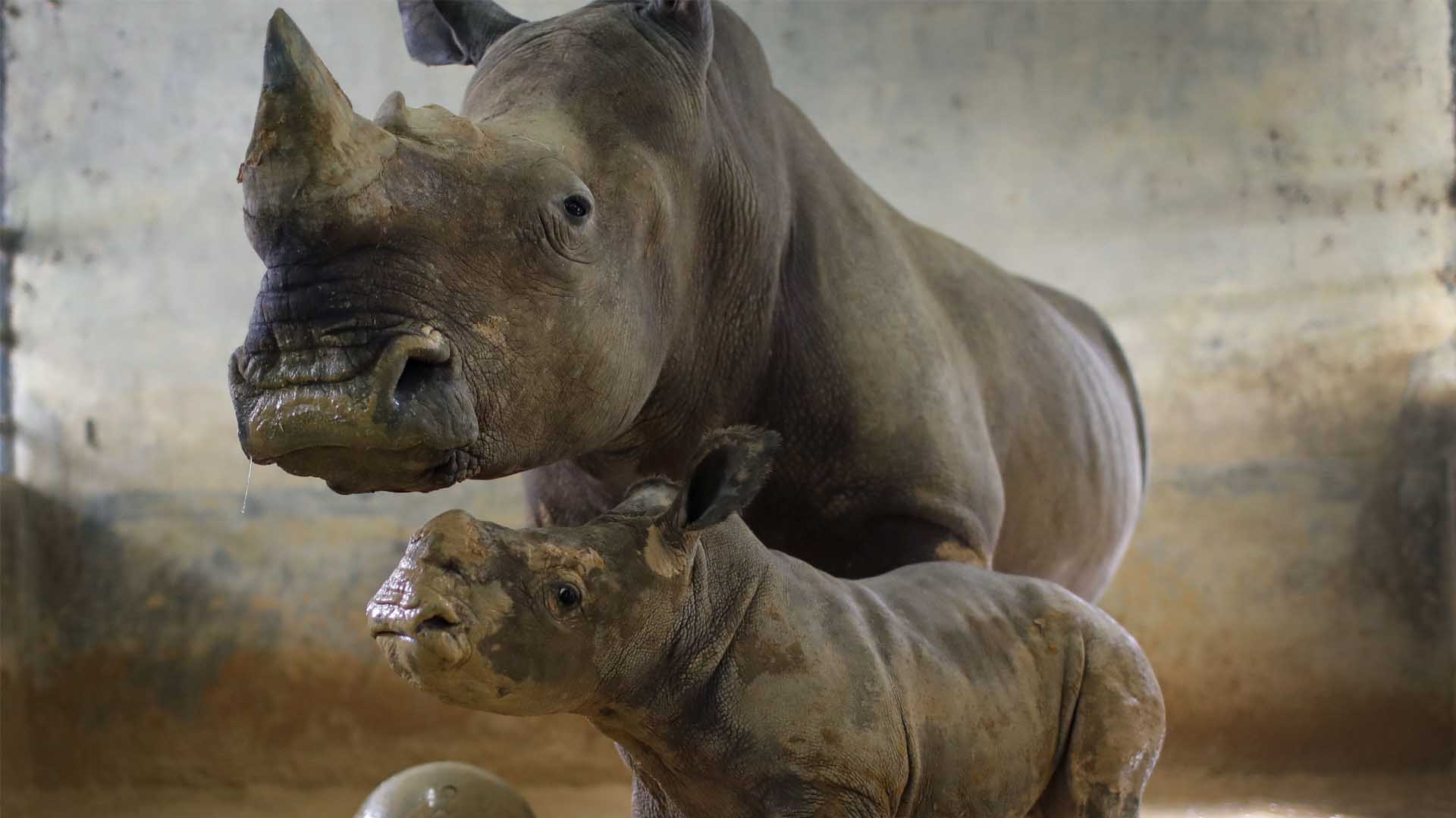 Extraen óvulos de rinoceronte blanco del norte para intentar salvar la especie