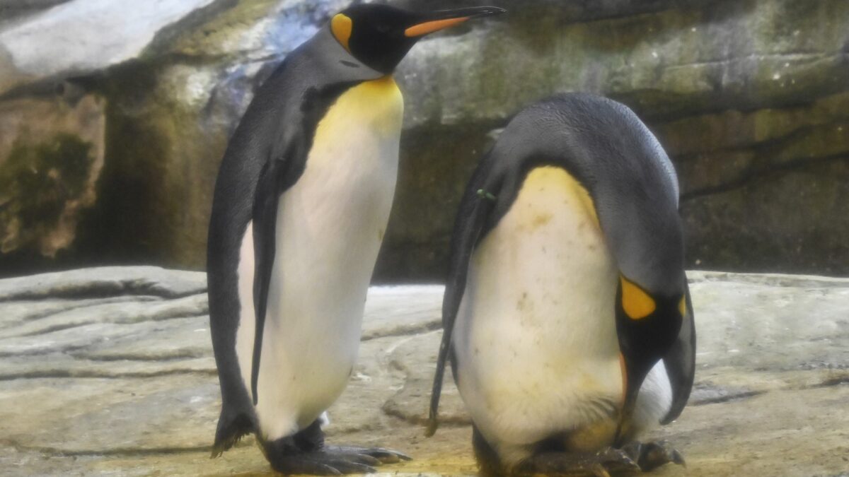 Dos pingüinos machos adoptan un huevo después de meses de intentar incubar piedras