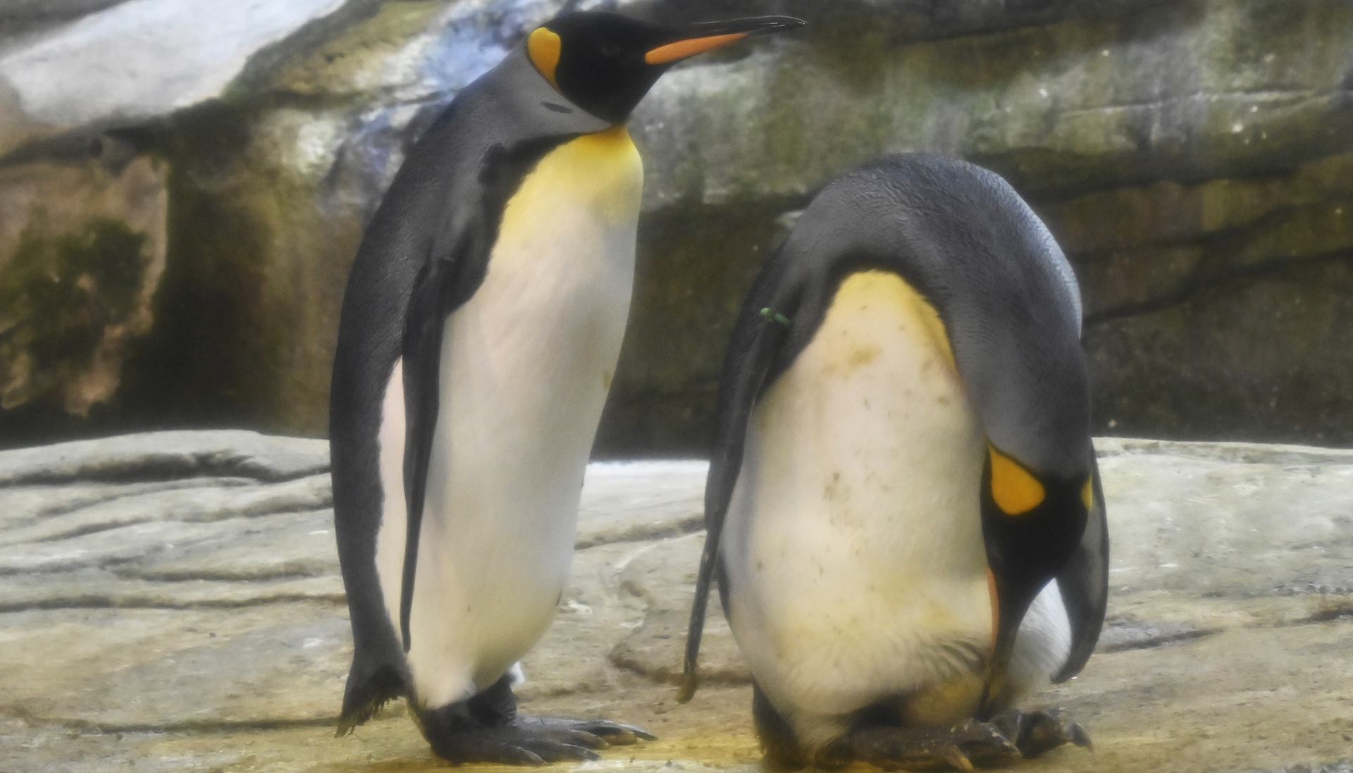 Dos pingüinos machos adoptan un huevo después de meses de intentar incubar piedras