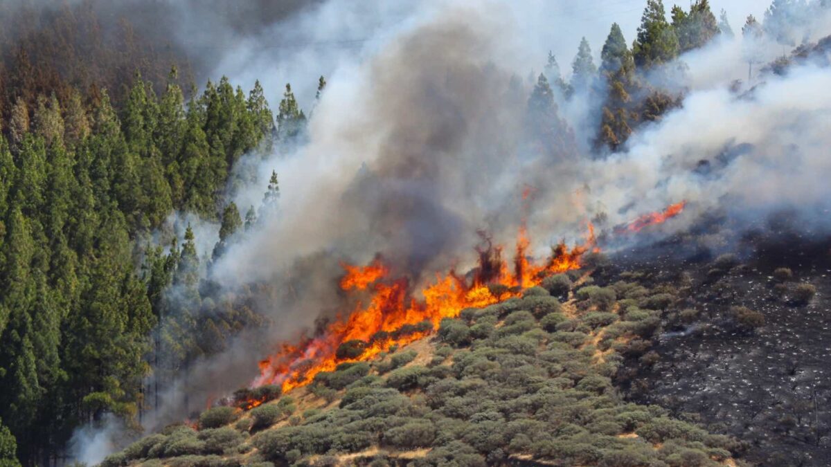 El incendio de Gran Canaria arrasa 1.500 hectáreas y sigue fuera de control