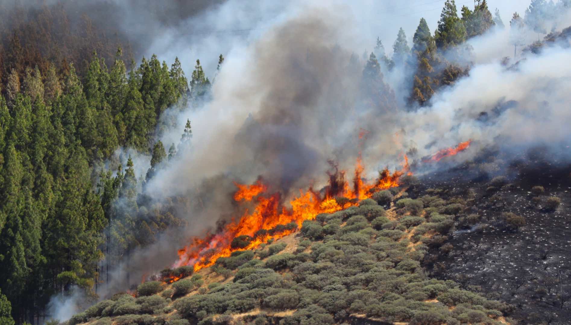 El incendio de Gran Canaria arrasa 1.500 hectáreas y sigue fuera de control