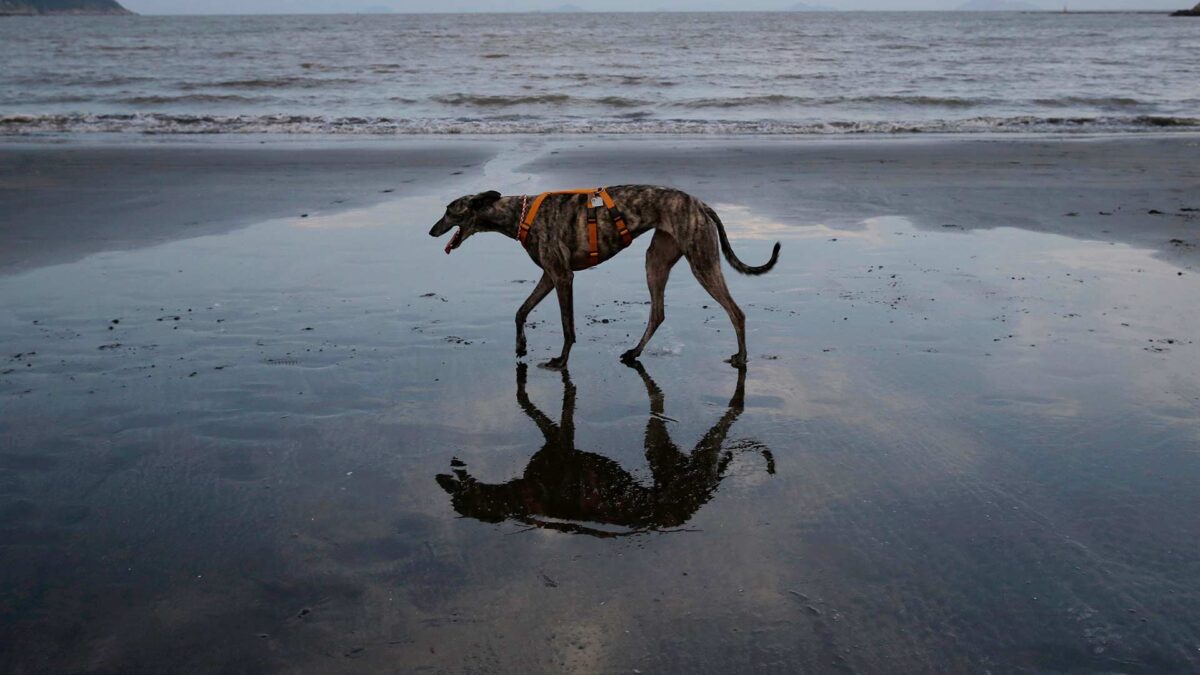 El perro de una familia hospitalizada por listeriosis, “altamente sospechoso” de estar contagiado