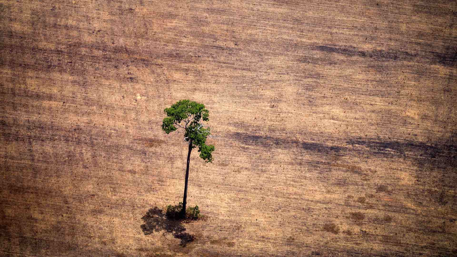 El ritmo de deforestación de la Amazonia brasileña se dispara con Bolsonaro