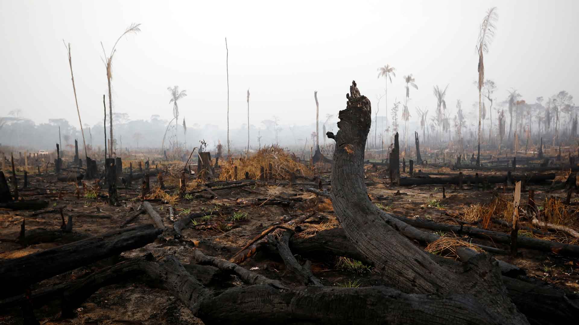 Incendios en el Amazonas: la tragedia de lo que no se ve