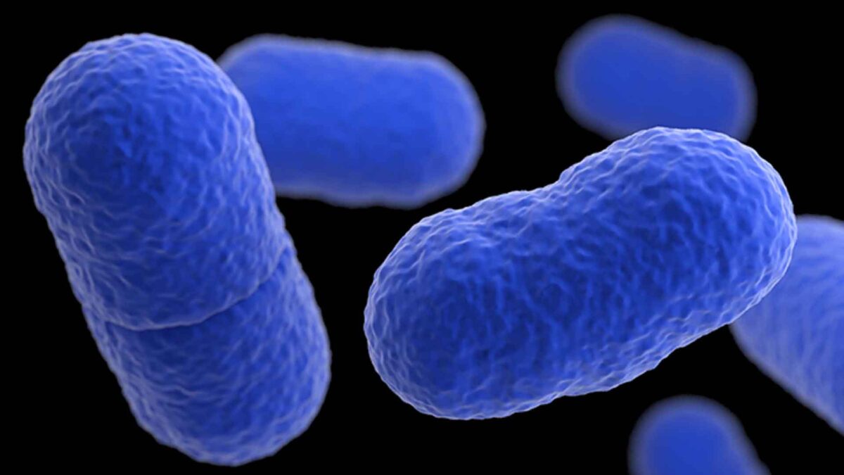 Listeria, una maestra del camuflaje que se adueña de nuestras células