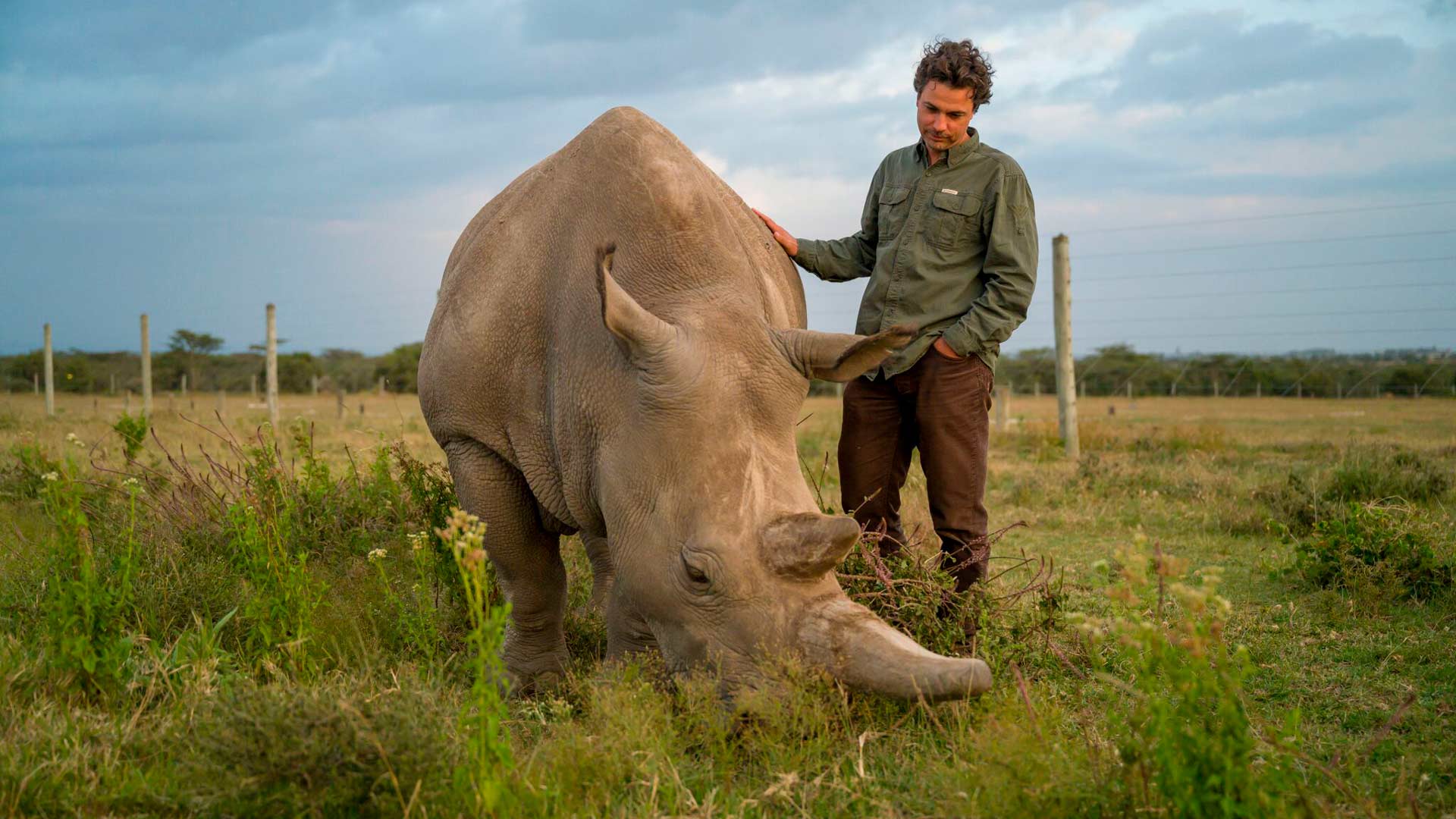 Logran fecundar siete óvulos para salvar a los rinocerontes blancos del norte