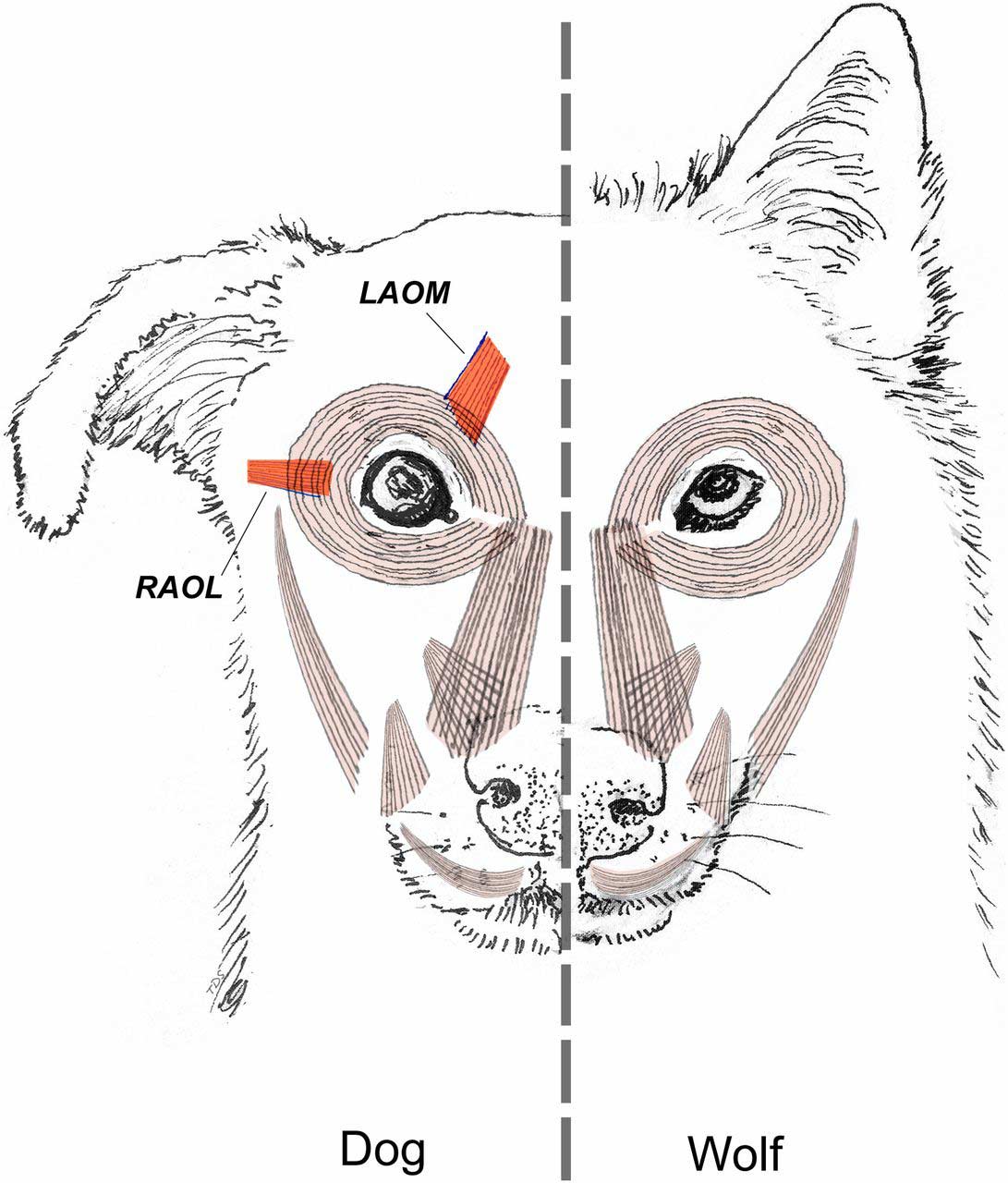Diferencias en la musculatura facial entre perros y lobos | Imagen cortesía de Tim D. Smith (Cambridge University Press, Cambridge, UK).