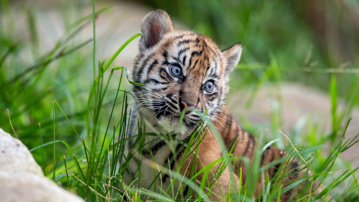 Más de 2.300 tigres han sido abatidos para contrabando desde el año 2000