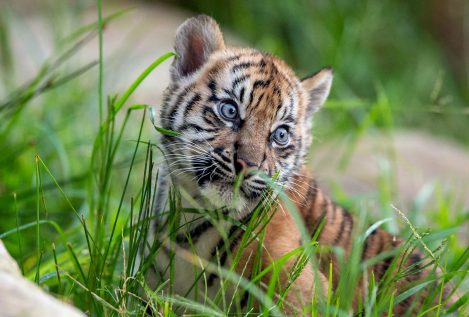 Más de 2.300 tigres han sido abatidos para contrabando desde el año 2000