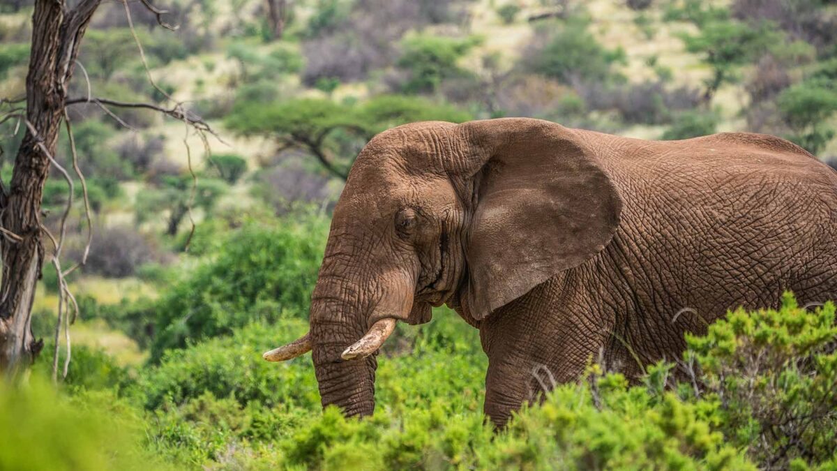 Multan a una turista española en Kenia por llevar una pulsera de marfil