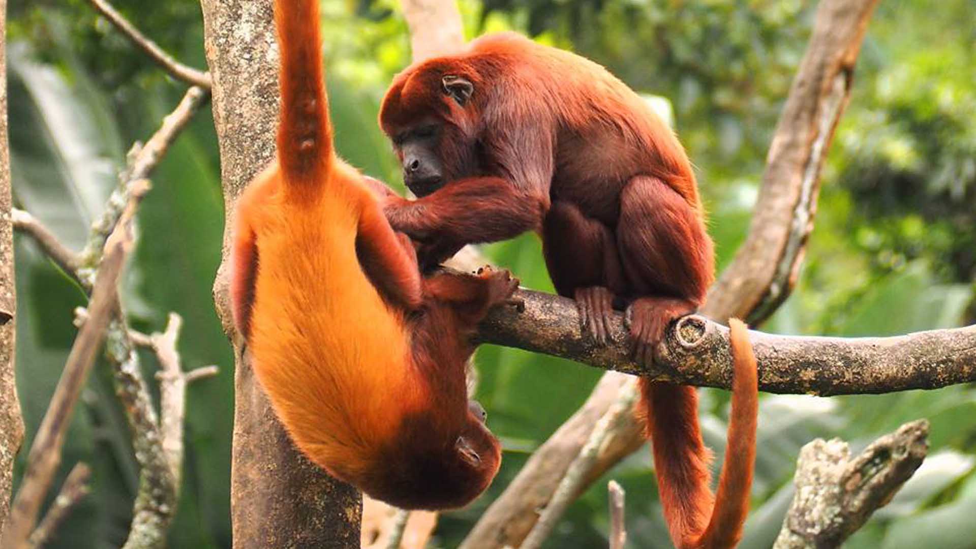 Nace en Colombia el primer mono aullador rojo en cautividad en 20 años