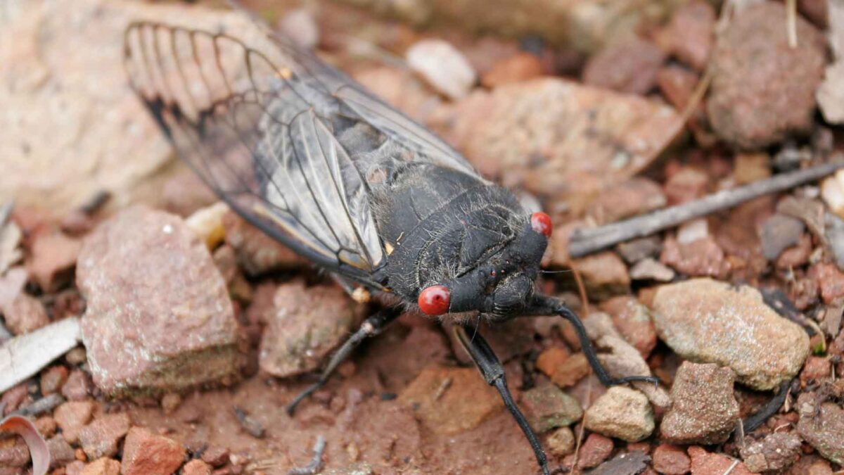 Naturaleza gore: Hongos alucinógenos, anfetaminas y orgías en insectos zombis