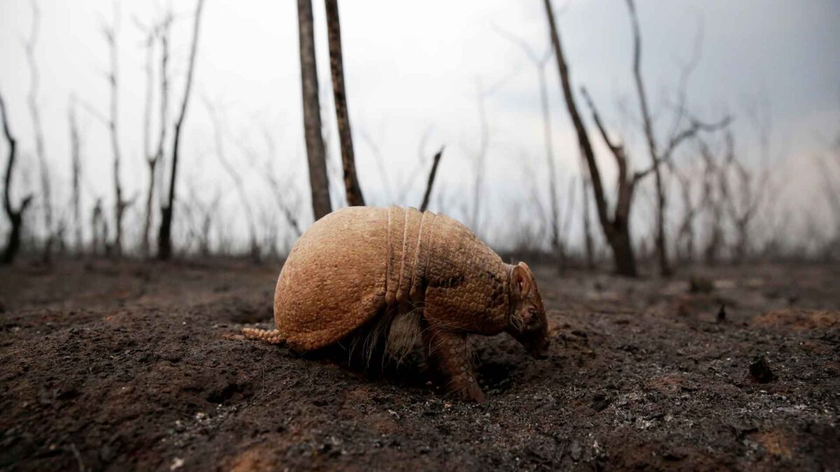 No solo arde Brasil: los incendios en Bolivia amenazan a la población y a la vida silvestre