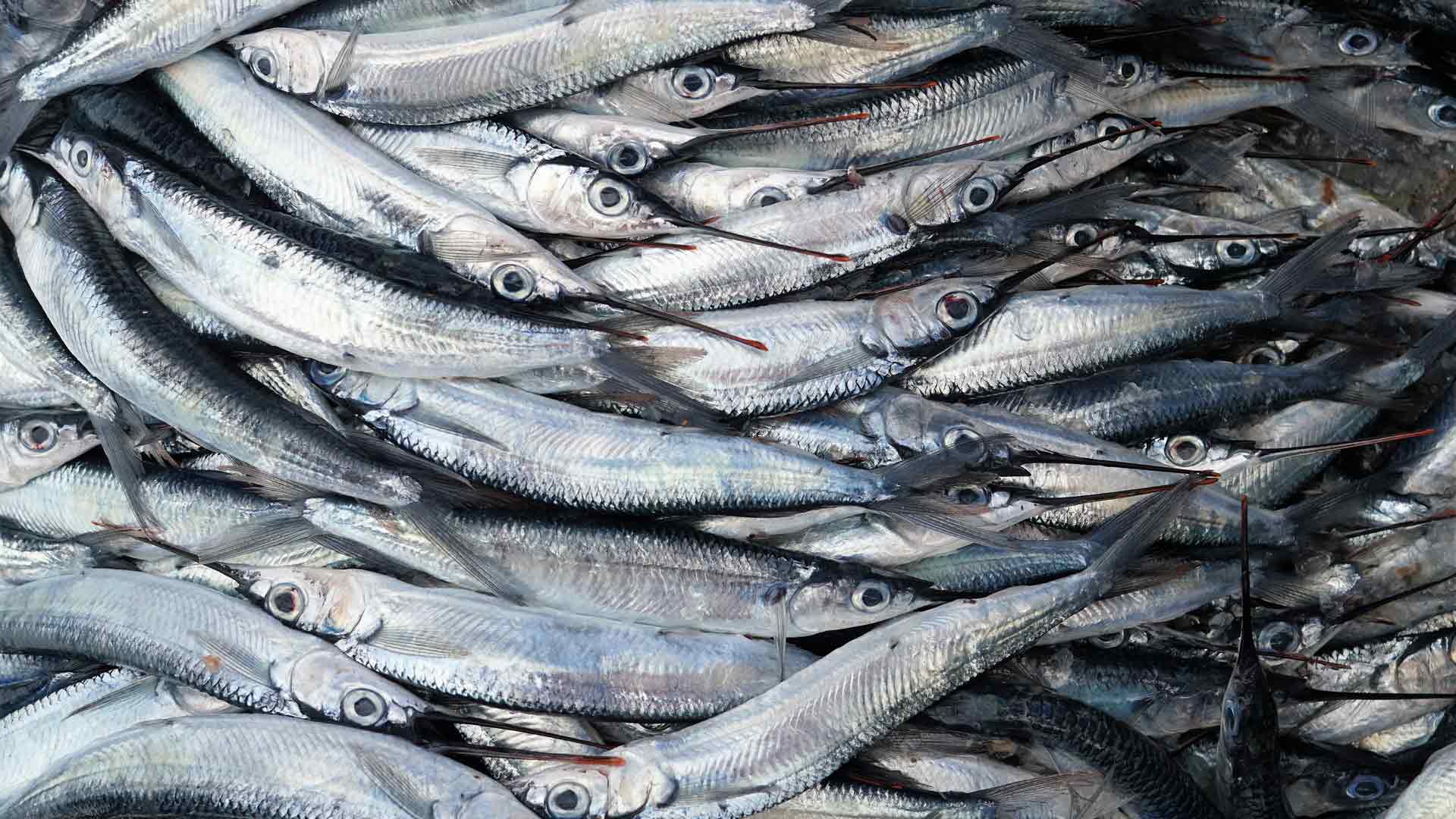 Mercurio y consumo de pescado