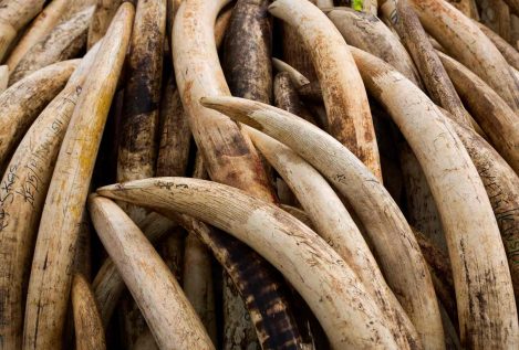 Singapur prohíbe la venta de marfil después de incautar casi 9 toneladas de colmillo de elefante