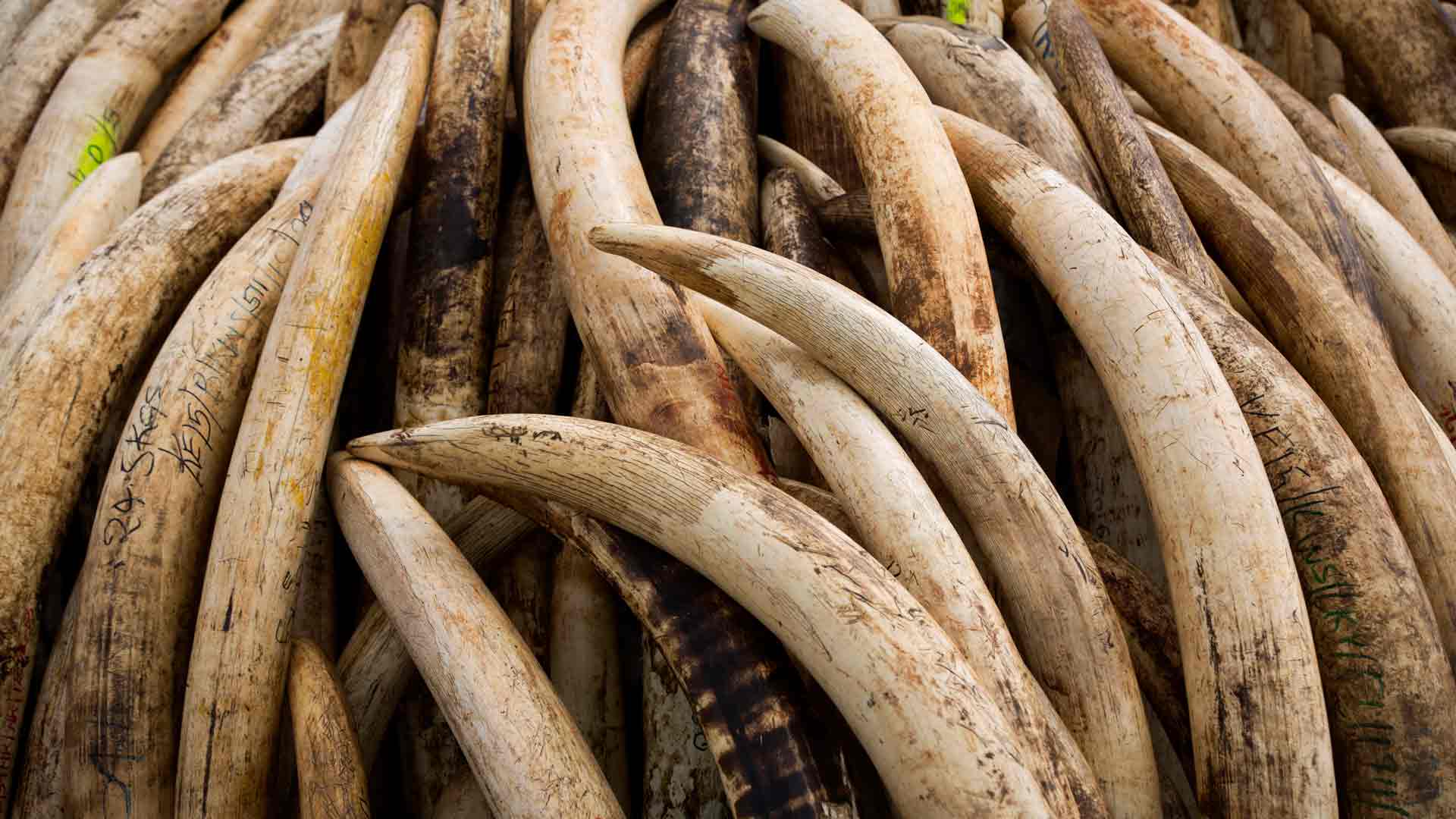 Singapur prohíbe la venta de marfil después de incautar casi 9 toneladas de colmillo de elefante
