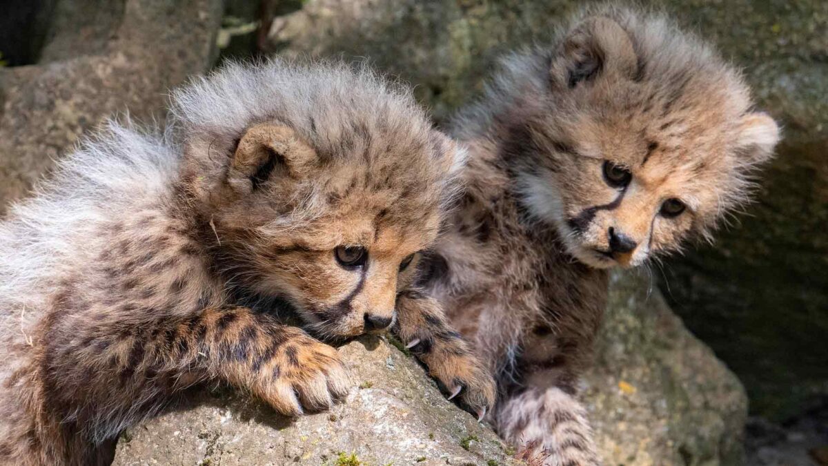 Tener guepardos como mascotas: el capricho de los millonarios que está acabando con la especie