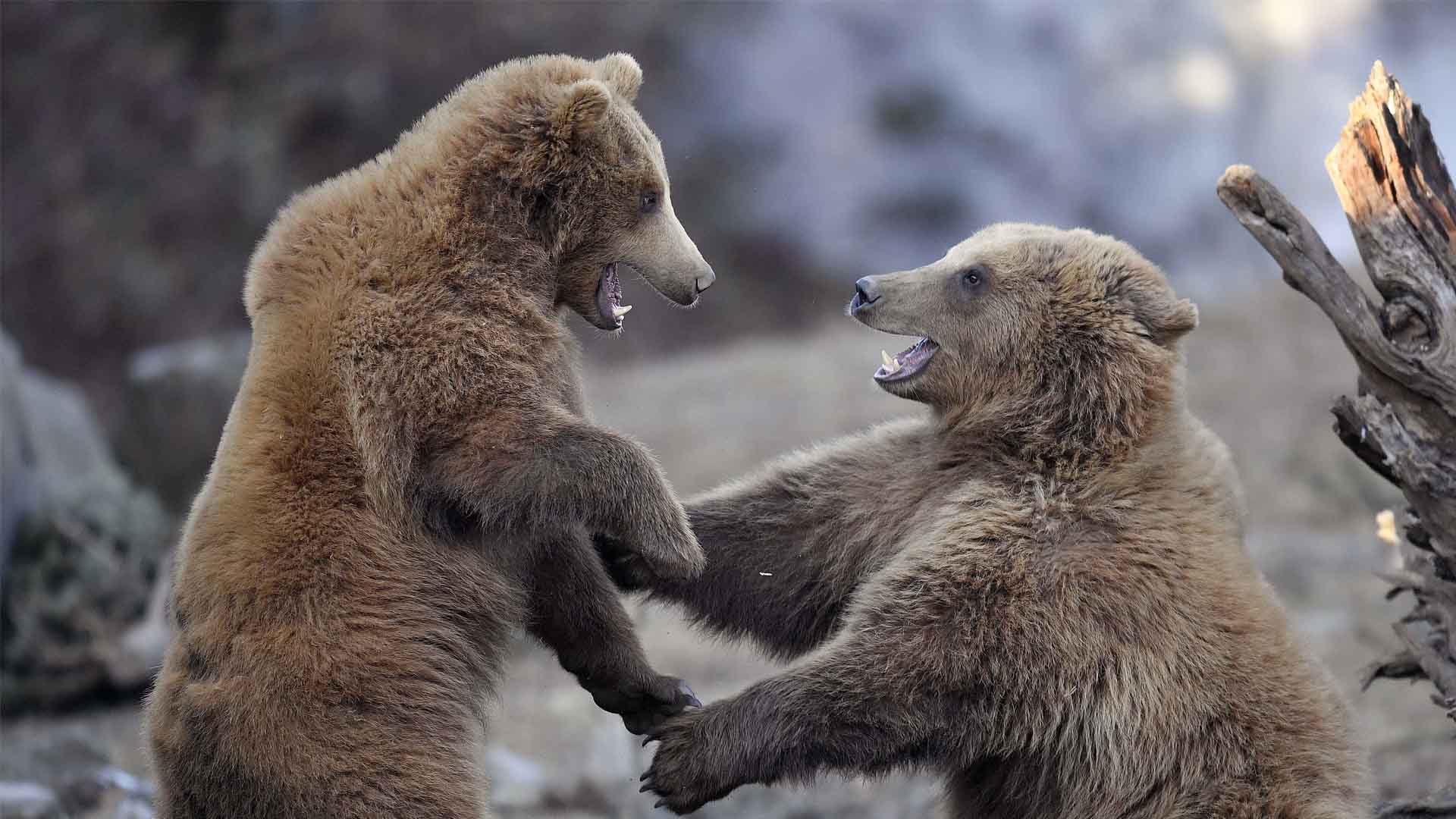 Un centenar de alcaldes franceses pide expulsar a los osos de los Pirineos centrales