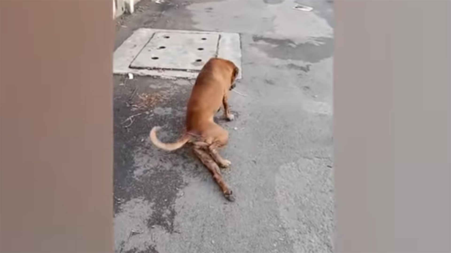 Un perro simula una fractura en su pata para que le den de comer