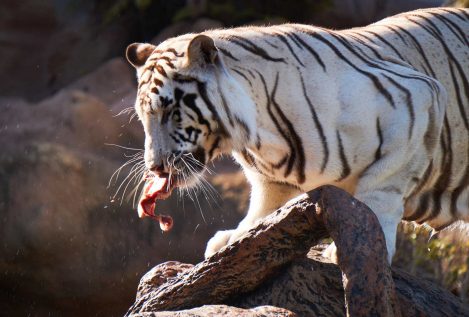 Un zoológico de Perú busca nombre a tres tigresas nacidas en cautiverio