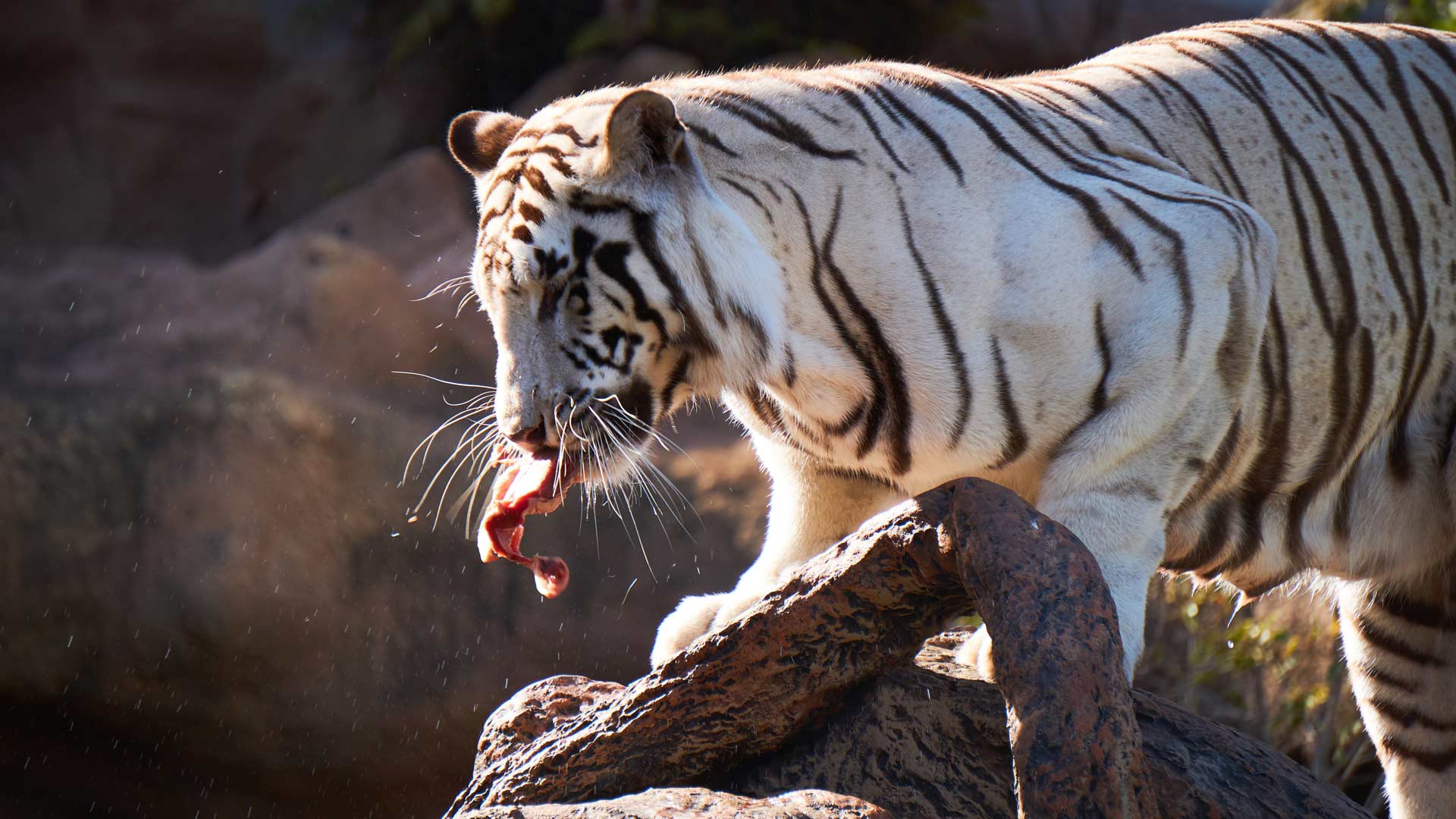 Un zoológico de Perú busca nombre a tres tigresas nacidas en cautiverio
