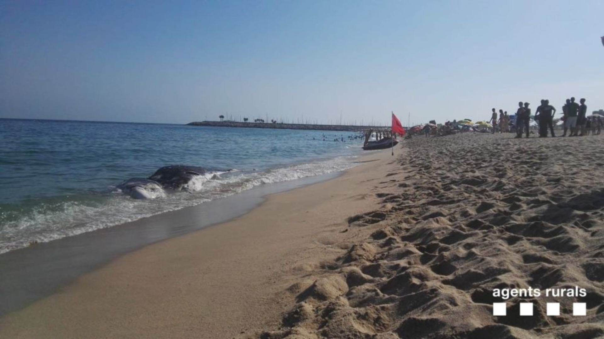Una ballena muerta obliga a prohibir el baño en una playa de Mataró