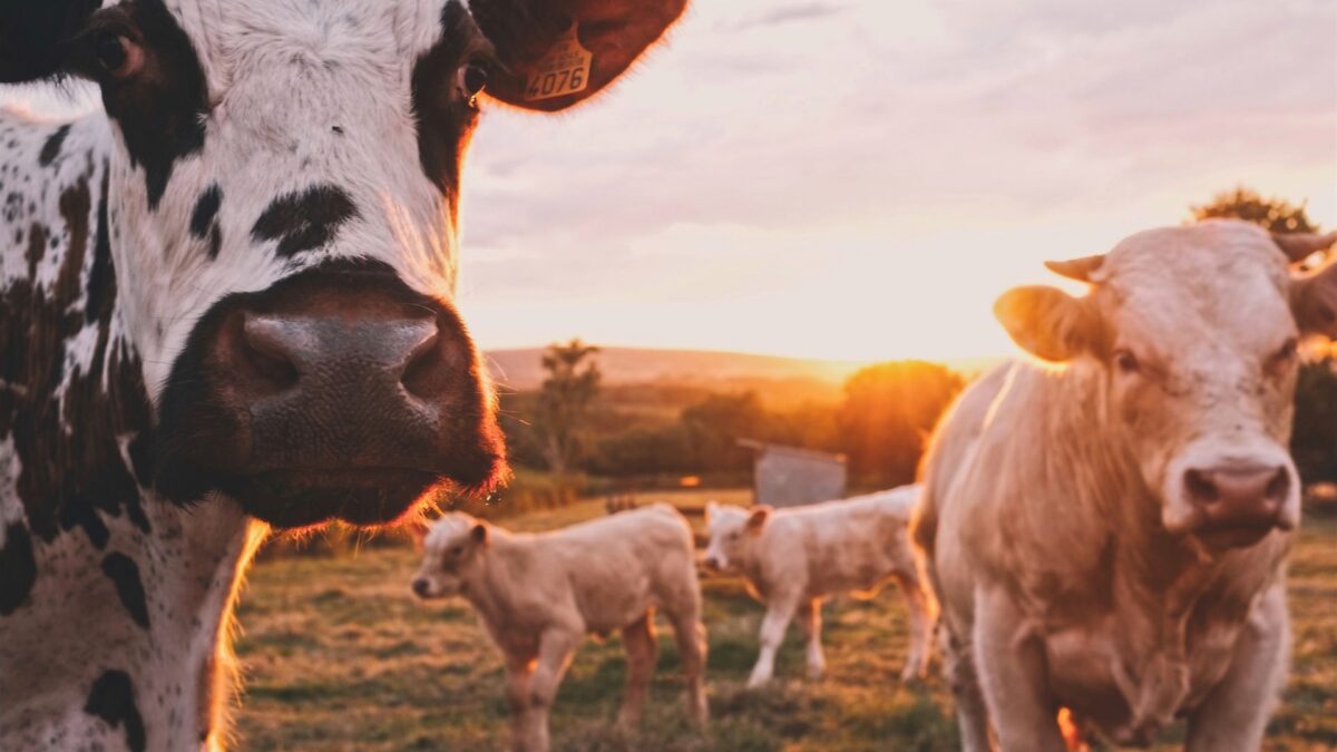 Una universidad de Londres veta la carne de vacuno por el cambio climático