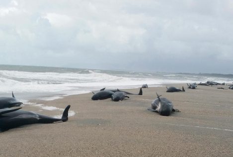 Aparecen muertas 20 ballenas piloto en las costas de Islandia
