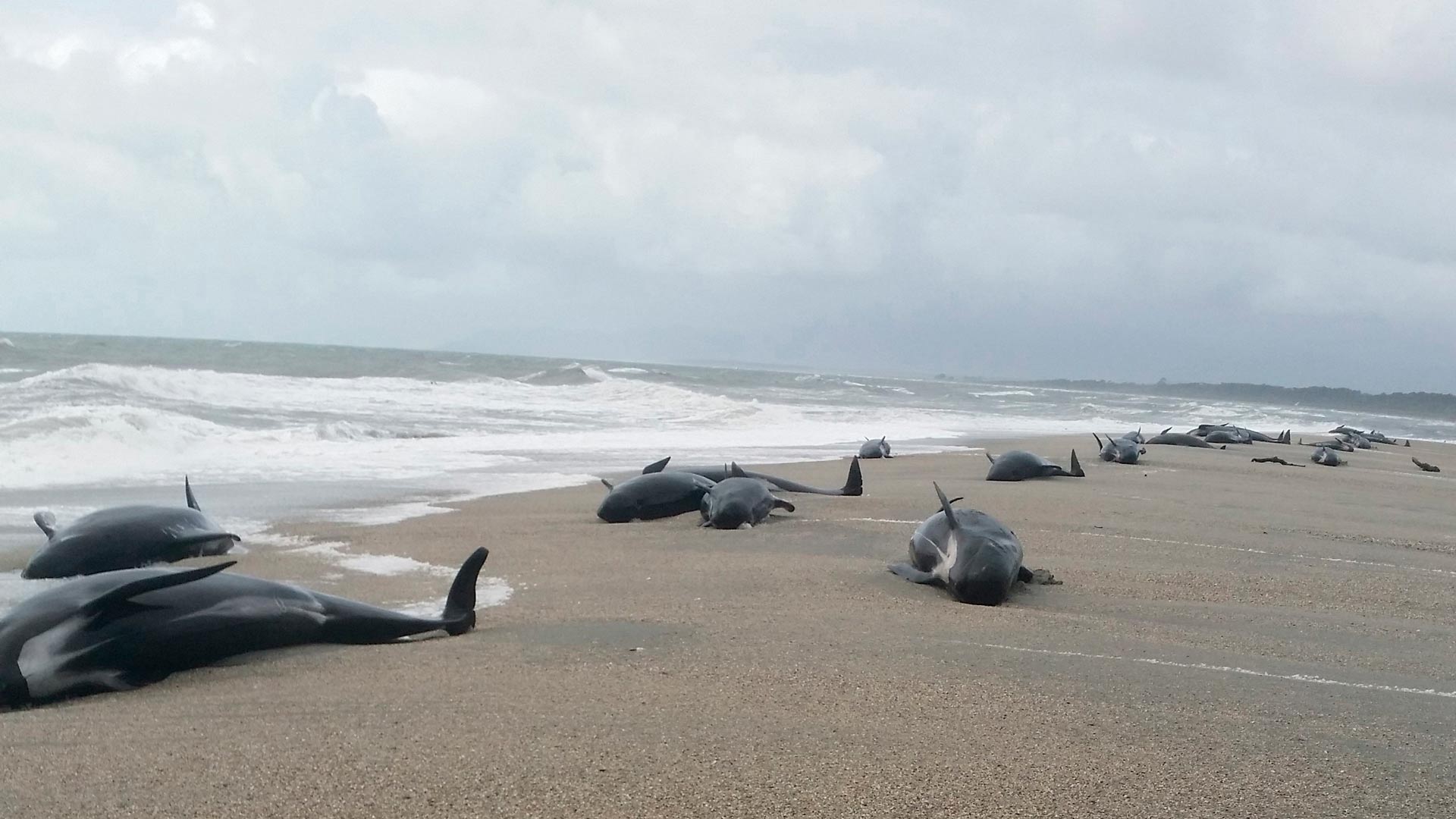 Aparecen muertas 20 ballenas piloto en las costas de Islandia