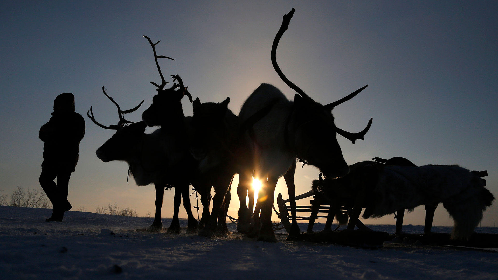Unos 200 renos mueren de hambre en Noruega por el cambio climático