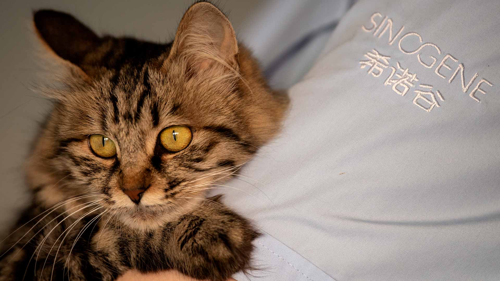 Garlic, el primer gato clonado en China