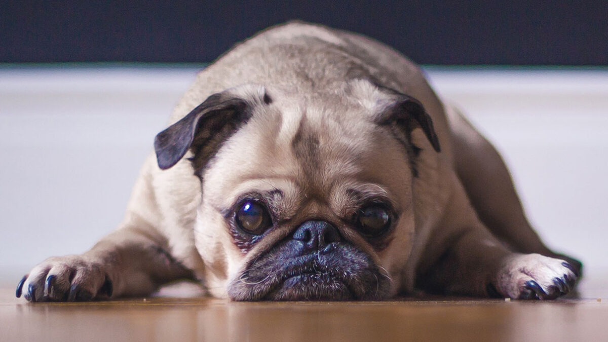 Cómo los humanos hemos moldeado el cerebro de los perros