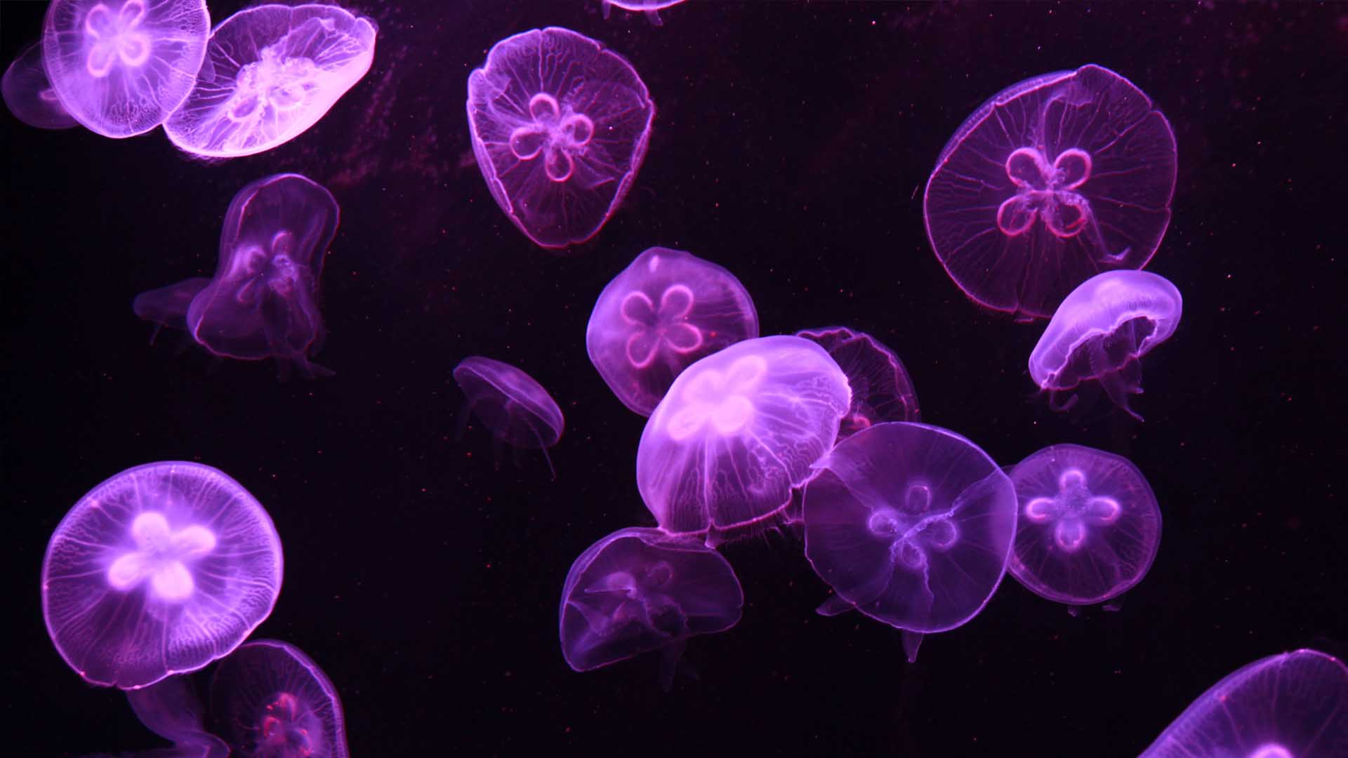 Desarrollan un robot que permite atrapar medusas para su estudio sin causarles daños